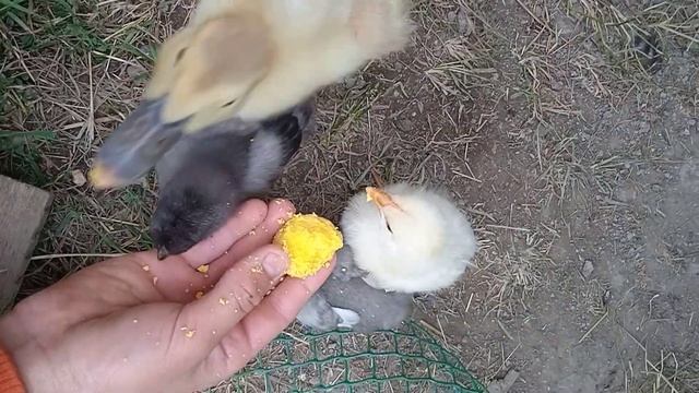 как я кормлю курицу с цыплятами и с утëнком ??? смотреть онлайн