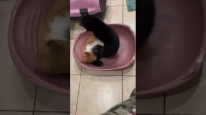 Соболь играет с котом.. #животные дома# Соболь# коты#