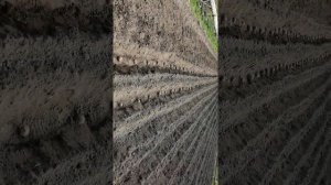 МОТОКУЛЬТИВАТОР МК  265 МАСТЕР. садим картошку в рядки.
