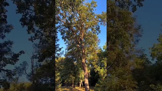 городской сад. Краснодар смотреть онлайн