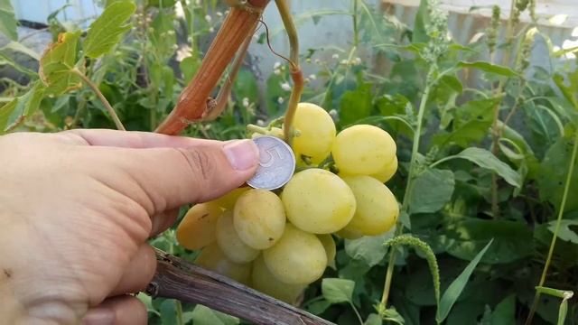 Виноград Дарья. Сезон 2017 смотреть онлайн