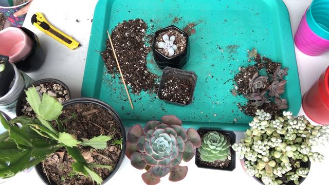 Nuevas suculentas y macetas para el jardín + transplantes 😜 смотреть онлайн