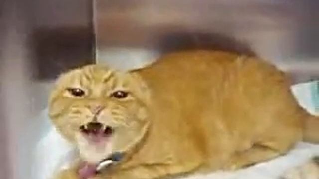 Агрессивный кот смотреть онлайн