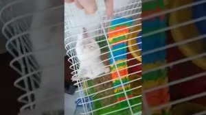 хомяк лазает по клетке вверх ногами