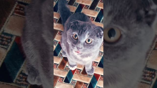 Киса #эстетика #котенок #милота #happy #кошки #питомцы #фото смотреть онлайн