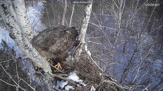 Орлан белохвост на Волге 1 смотреть онлайн