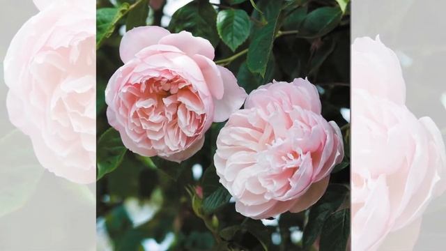 The Generous Gardener Rose