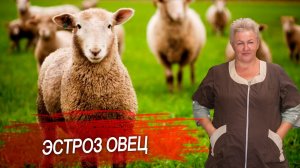 Что такое эстроз овец? Причины, симптомы и признаки эстроза мрс. Профилактика заболевания у овец.