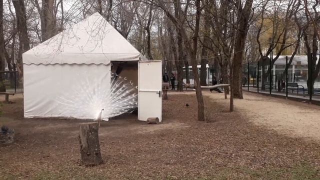 20210427 175501 Жизнь других в неволе. Белый павлин. смотреть онлайн