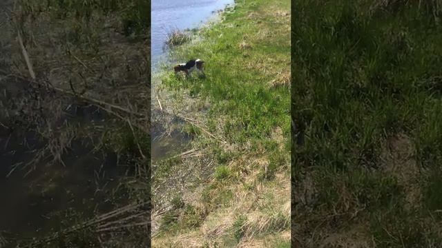 Эстонская гончая и заподносибирская лайка смотреть онлайн