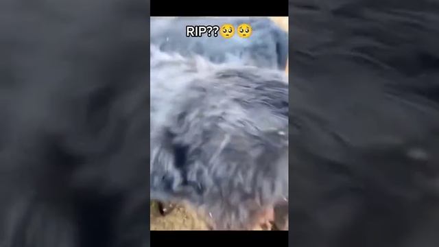 Видео,приколы,юмор,смех смотреть онлайн