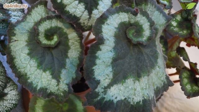 Как правильно ухаживать за бегонией? смотреть онлайн