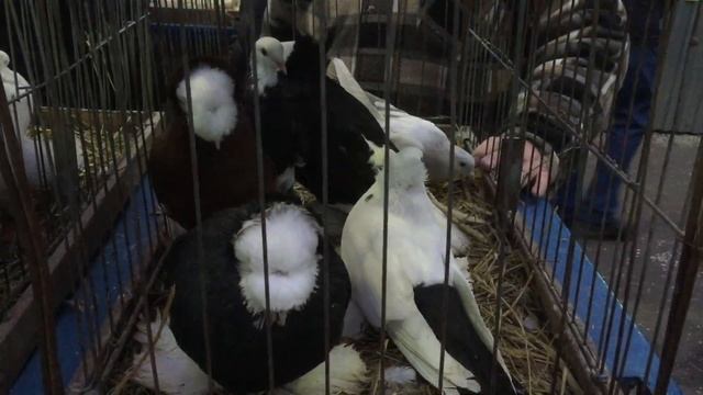 «Голубиный Рай» на Белой Даче 18.11.2017 смотреть онлайн