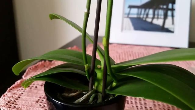 Обрезка цветоносов мини-фаленопсиса / Cutting flower spikes of mini phalaenopsis смотреть онлайн