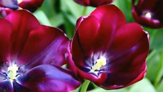 Парк цветов Кейкенхоф.mp4 смотреть онлайн