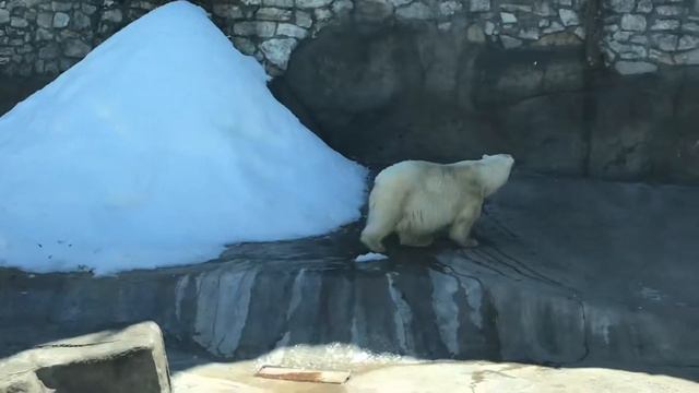 Московский зоопарк 2019 смотреть онлайн