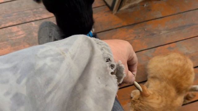 УЛЕТНОЕ ВИДЕО! БОРЬБА ЗА ЕДУ! Собака Амур и кот Рыжик! смотреть онлайн