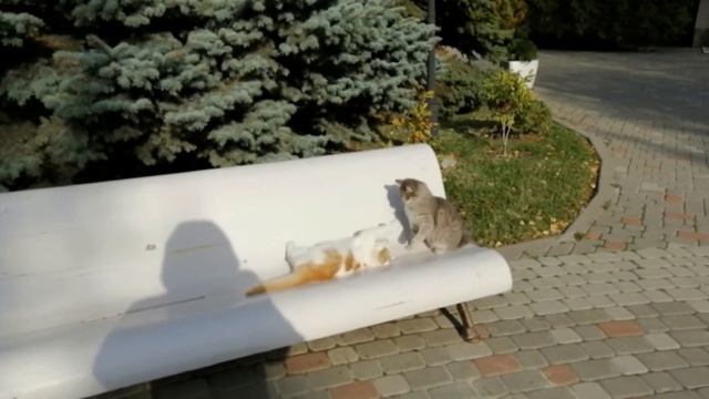 Веселые коты. Игры котов на природе смотреть онлайн