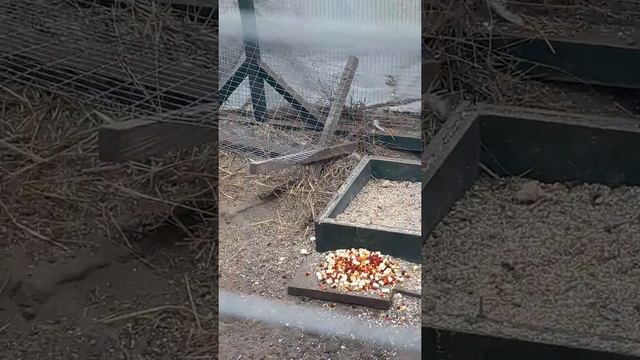 Кормление павлина ягодами и фруктами весной смотреть онлайн