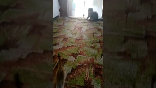 Сурикат 3 месяца смотреть онлайн