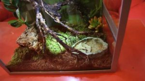 Террариум для скорпиона (паука птицееда)