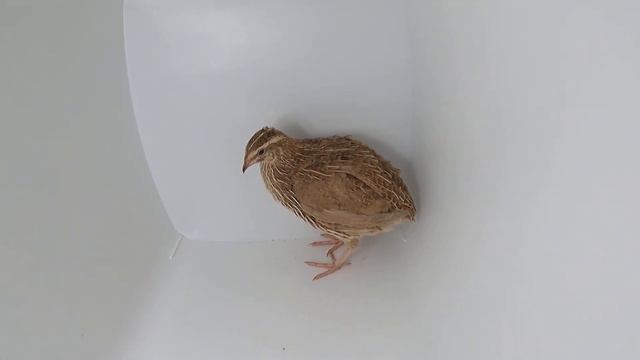 Моя красавица Фея / перепелка самка Grau Fee / серая фея / жемчужная фея / Мари Мистик птицы