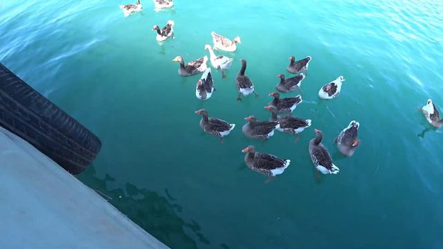 В ТУРЦИИ НА РЕЛАКСЕ ! ОДна из САМЫХ ЛАЙТОВЫХ ЭКСКУРСИЙ смотреть онлайн