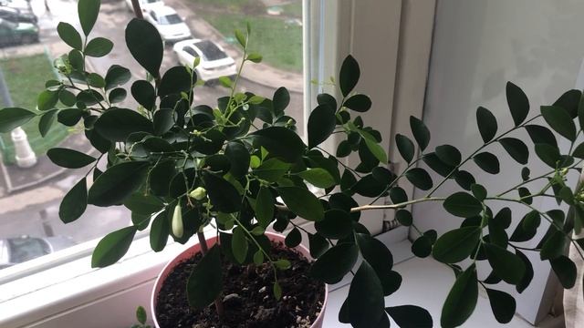 Муррайя метельчатая. смотреть онлайн