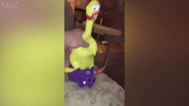 BEST COUB #43 | BY MAN OF CULTURE | GIFS WITH SOUND смотреть онлайн