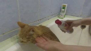 Как помыть кота за 5 минут! // Советы, лайфхаки