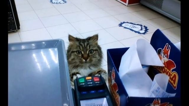 Лютые приколы. КОТ И УБОРКА!!! Самое смешное видео! Попробуй не ЗАСМЕЯТЬСЯ – Domi Show