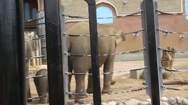 Московский зоопарк. 2009 год. Слоны смотреть онлайн