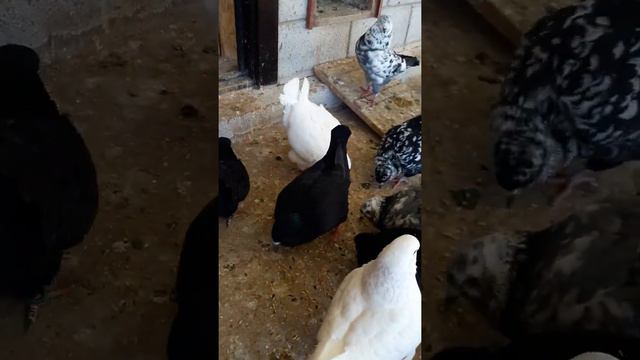 Голуби. Кинги. Мандены. Донецк. King. Pigeon. смотреть онлайн