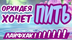 ОРХИДЕЯ БУДЕТ ЦВЕСТИ КРУГЛЫЙ ГОД! Как часто поливать орхидею - лайфхак ПЫШНОГО ЦВЕТЕНИЯ!