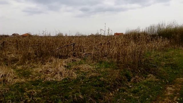 Ягдтерьер. Натаска по фазану в кукурузе. Jagdterrier training for pheasant in corn. смотреть онлайн