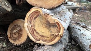 Спилил 20-летние яблони. Прививка на пень