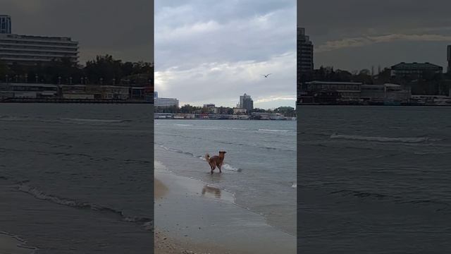 АНАПА. 6 ноября 2023 г +20 гр. На центральном пляже убрали качели и МОРЕ. смотреть онлайн