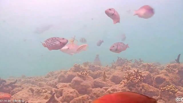 Snack Time Coral City Camera 4 28 22 1 смотреть онлайн