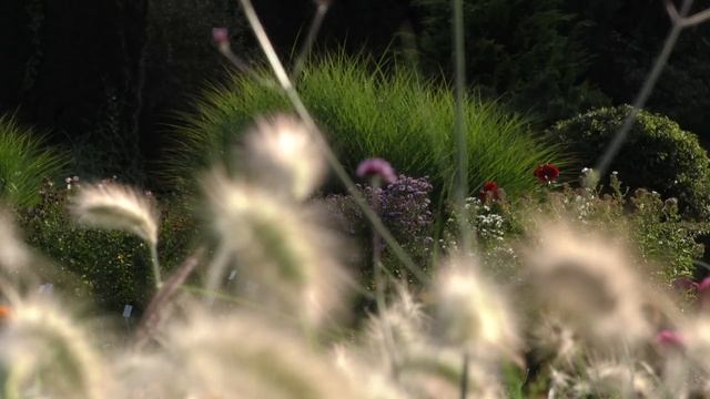Panasonic HC-X1000 4K-Testaufnahmen: Botanischer Garten 1 смотреть онлайн