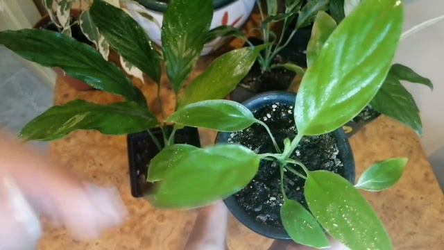 Кімнатні рослини.Спатифілуми моя колекція🌱New one,Picasso, Доміно,Гаїті,Cupido,Lemon glow #peacelil смотреть онлайн