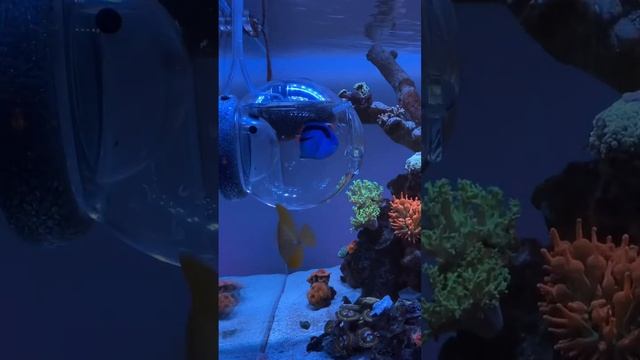 Catching aquarium fish with a fish trap смотреть онлайн