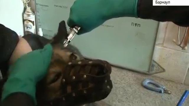 Метки на собаках: будут ли ставить и какая в них необходимость смотреть онлайн