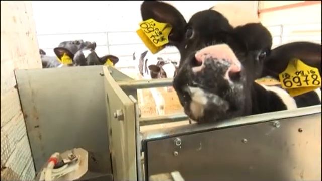 21 02 2019 Удмуртия войдёт в единую российскую базу идентификации сельхозживотных смотреть онлайн