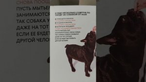 Лапомойка - помощник для владельцев собак, обзор