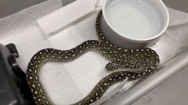 STARDUST DIAMOND PYTHON! 4-20-21 смотреть онлайн