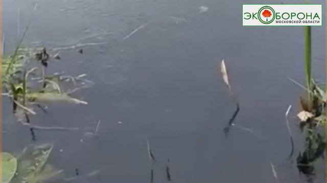 В Клязьме гибнет рыба смотреть онлайн
