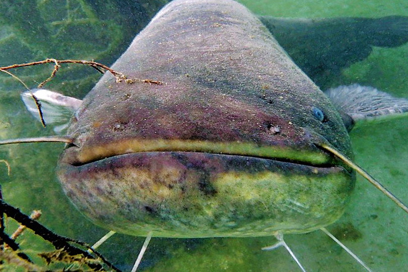 Подводная охота на сома (1 часть) смотреть онлайн