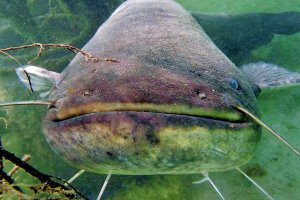 Подводная охота на сома (1 часть)