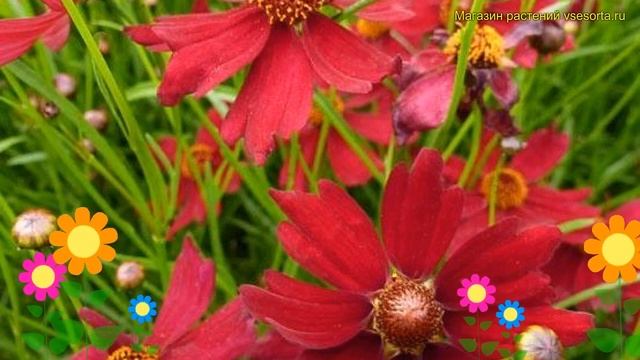 Кореопсис мутовчатый Руби Ред. Краткий обзор, описание характеристик coreopsis verticilata Ruby Red смотреть онлайн