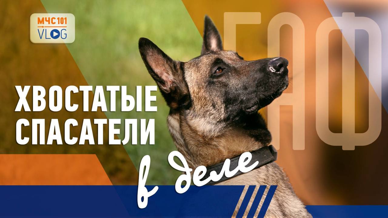 МЧС ВЛОГ | ХВОСТАТЫЕ СПАСАТЕЛИ В ДЕЛЕ смотреть онлайн
